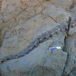 New dinosaur discovery in China reveals rare long-necked species