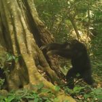 Scientists discover chimpanzees use stones to make sounds—possibly to communicate