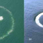 Whales blow bubble rings at humans—and it might be a friendly hello