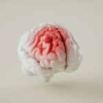 What happens to your brain during a stroke
