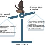 Why bats rarely get cancer—and what that could mean for humans