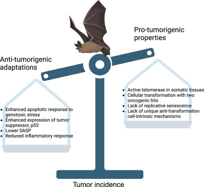 Why bats rarely get cancer—and what that could mean for humans