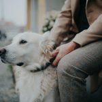 Dogs can smell Parkinson’s disease from skin swabs, study finds