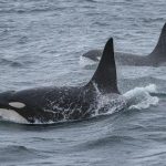 Kind killer: Orcas seen sharing food with humans in the wild