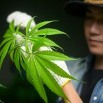 Marijuana use linked to higher risk of heart attack