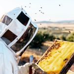 Rocket powered by beeswax? Students prove it’s possible