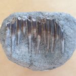 Scientists uncover Jurassic dinosaurs’ favorite foods