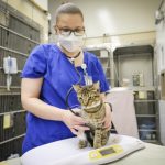 What sick cats are teaching us about long COVID