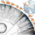 Why so many mammals became ant-eaters after the dinosaurs disappeared