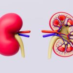 Scientists find a new weapon to kill kidney disease