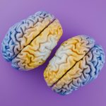Why Alzheimer’s affects some brain areas more than others