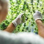 Can cannabis increase your risk of psychosis?