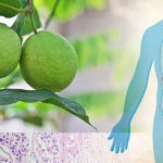 Guava plant molecule could help fight deadly liver cancers