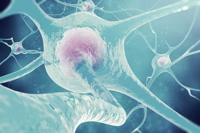 How the brain’s immune system may fuel drug relapse—and how to stop it