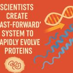 Scientists create ‘fast-forward’ system to rapidly evolve proteins