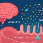 Scientists discover a new ‘sixth sense’ that connects gut microbes to the brain