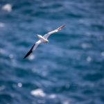 Seabirds avoid pooping on water—here’s the surprising reason why
