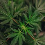 Chronic cannabis use linked to very high heart disease risk