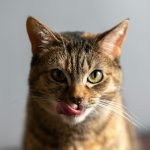 Cats and Alzheimer’s: surprising brain similarities offer hope for humans and pets