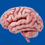 Could low lithium be the root cause of Alzheimer’s disease?