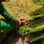 Fat in palm oil may boost cancer spread, study finds