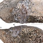 A deadly bone infection may have wiped out Brazil’s long-necked dinosaurs
