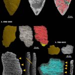 Ancient pottery unlocks secrets of prehistoric fishing nets