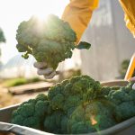 Broccoli and kale may help regulate blood sugar levels, study finds