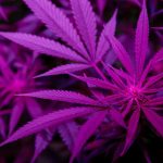 Cannabis-based medicine may treat long-term sleep loss