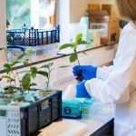 Tea plants thrive in Moon soil, but fail on Mars