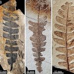 These 165-million-year-old insects show early leaf mimicry strategies