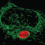 Why your cells use a secret weapon to starve invaders