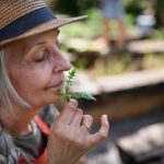 Study finds big cause of loss of smell in Alzheimer’s