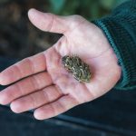 Daily marijuana use may raise risk of heart failure, large U.S. study finds