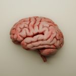 Brain shape change can be early warning sign of dementia