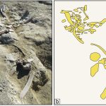 Early humans in Italy turned elephants into food and tools
