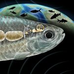 Fossil ear bones rewrite the story of freshwater fish