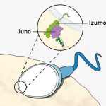 How sperm and egg stay stuck together