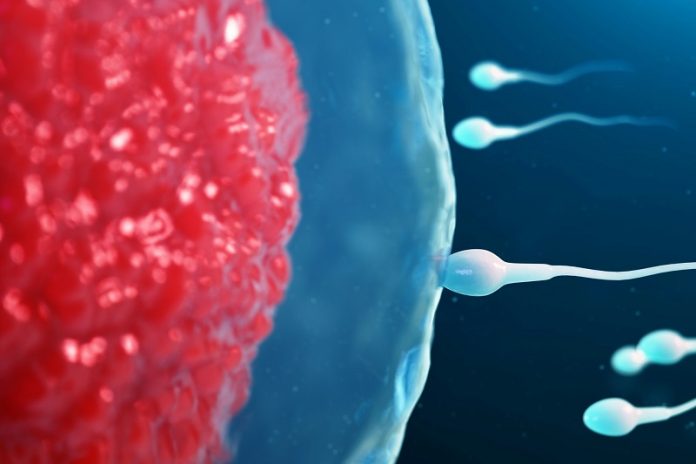 How sperm kick into ‘overdrive’ for their final sprint