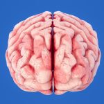 Super-active brain immune gene may increase Alzheimer’s risk