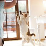The world’s oldest dogs may hold the secret to staying strong in old age