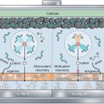 Why magnesium and calcium could replace lithium in future batteries
