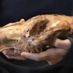 Ancient wallaby’s strong legs paved the way for kangaroo evolution