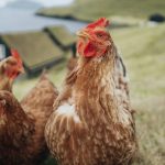 Why bird flu viruses are so dangerous to humans