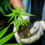 Does cannabis really help people drink less?