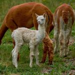Tiny llama proteins could treat Alzheimer’s disease