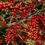 This desert berry can fight diabetes naturally