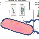 How life first got moving: Scientists reveal nature’s earliest motor