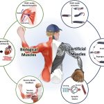 Scientists create human-like robots that learn, heal, and move naturally