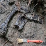 Scientists discover one of the densest dinosaur bone sites ever found